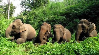 Wildlife Trek