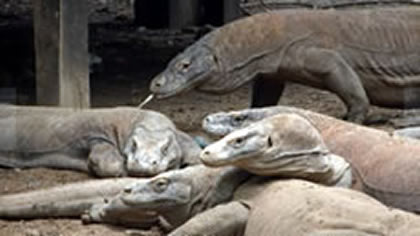 Komodo National Park