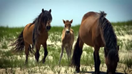 Sable Island, National Park Reserve, Nova Scotia