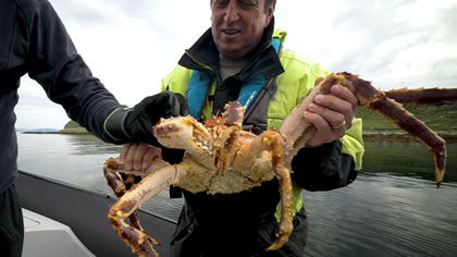 King Crab Safari